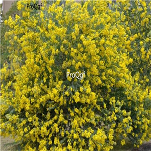 19usd ngryise 500pcs Acacia podalyriifolia seed