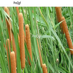 19usd ngryise 500pcs Typhaangustifolia langweicao seed