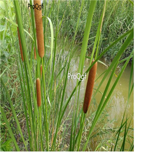 19usd ngryise 500pcs Typhaangustifolia langweicao seed