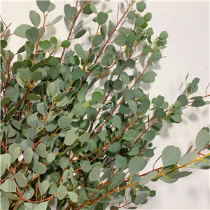 19usd Ngryise 3000Pcs A Set heart shape eucalyptus seed