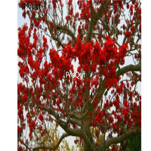 19usd ngryise 50pcs Abrus precatorius seed