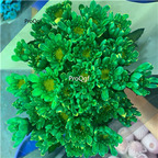 19usd ngryise 2000pcs netherland new series chrysanthemum seed
