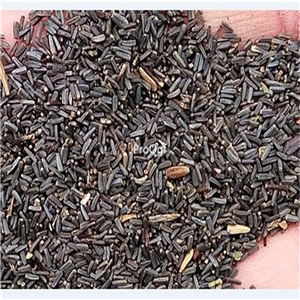 19usd ngryise 2000pcs netherland new series chrysanthemum seed