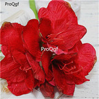 15usd Ngryise 5Pcs A Set Amaryllis flower  Hippeastrum flores bulb