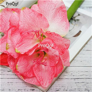 15usd Ngryise 5Pcs A Set Amaryllis flower  Hippeastrum flores bulb