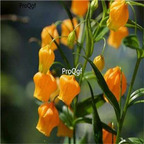 19usd Ngryise 500Pcs A Set Sandersonia aurantiaca  seed