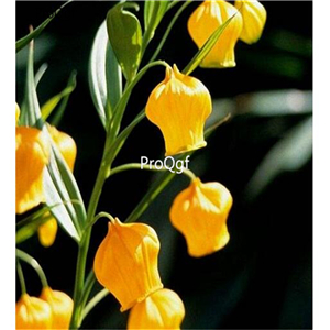 19usd Ngryise 500Pcs A Set Sandersonia aurantiaca  seed