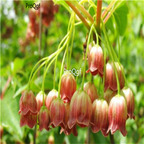 19usd ngryise 2000pcs Enkianthus perulatus seed