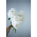 19usd Ngryise 500Pcs A Set white sunset peony seed