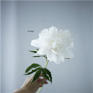 19usd Ngryise 500Pcs A Set white sunset peony seed