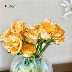 19usd Ngryise 500Pcs A Set gold rare rose seed