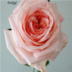 19usd Ngryise 2000Pcs A Set double pink or yellow rose seed