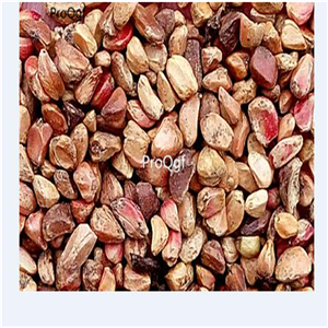 19usd Ngryise 2000Pcs A Set double pink or yellow rose seed