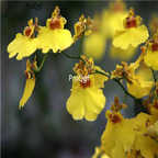 19usd ngryise 500pcs  hudielan  seed