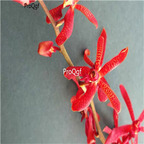 19usd Ngryise 500Pcs A Set blood red Vanda seed