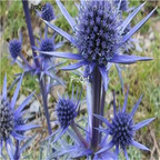 19usd Ngryise 3000Pcs A Set Eryngium foetidum ciqin seed
