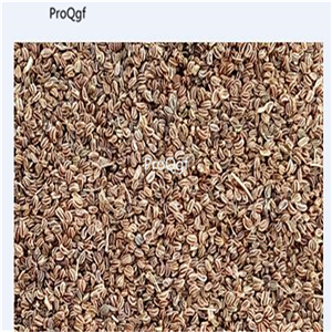 19usd Ngryise 3000Pcs A Set Eryngium foetidum ciqin seed