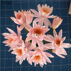 19usd Ngryise 100Pcs A Set pink rare lotus seed