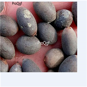19usd Ngryise 100Pcs A Set pink rare lotus seed