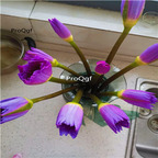 19usd Ngryise 100Pcs A Set purple rare lotus seed