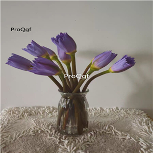 19usd Ngryise 100Pcs A Set purple rare lotus seed