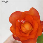 19usd Ngryise 2000Pcs A Set orange color yunnan rose seed