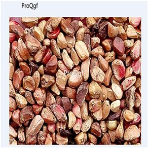 19usd Ngryise 2000Pcs A Set orange color yunnan rose seed