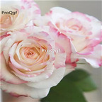 19usd Ngryise 2000Pcs A Set white pink stripe color yunnan rose seed