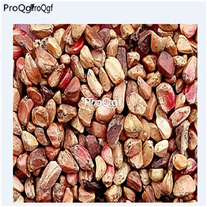 19usd Ngryise 2000Pcs A Set white pink stripe color yunnan rose seed