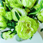 19usd Ngryise 2000Pcs A Set many species choice yunnan rose seed