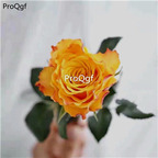 19usd Ngryise 2000Pcs A Set gold sea beach rose seed