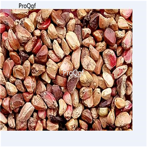 19usd Ngryise 2000Pcs A Set gold sea beach rose seed