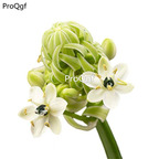 19usd Ngryise 2000Pcs A Set swan velvet flower seed