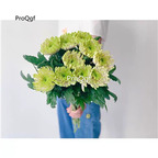 19usd Ngryise 2000Pcs A Set green anna chrysanthemum seed