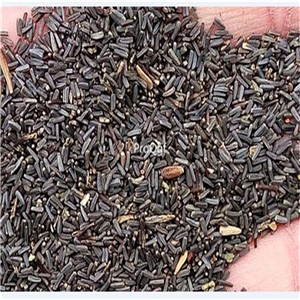 19usd Ngryise 2000Pcs A Set green anna chrysanthemum seed