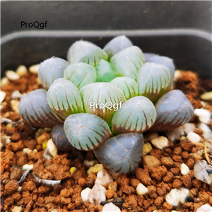 19usd Ngryise 3Pcs A Set Haworthia jiyulu plant