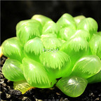 19usd Ngryise 3Pcs A Set Haworthia emerald green plant