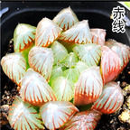 19usd Ngryise 2Pcs A Set Haworthia chixian plant