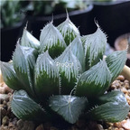 19usd Ngryise 3Pcs A Set Haworthia mowang plant