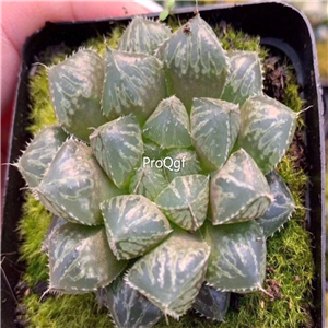 19usd Ngryise 3Pcs A Set Haworthia hybrid Mirrorball loulan plant