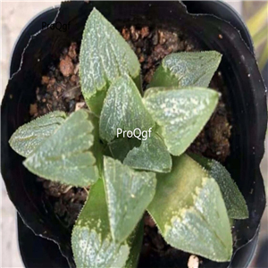 19usd Ngryise 3Pcs A Set Haworthia pygmaea moshashou plant
