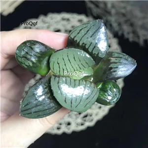 19usd Ngryise 3Pcs A Set Haworthia riyuetan plant