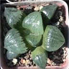19usd Ngryise 3Pcs A Set Haworthia ahanhu plant
