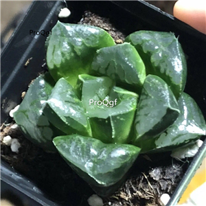 19usd Ngryise 3Pcs A Set Haworthia modika plant