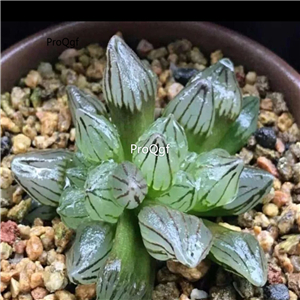 19usd Ngryise 2Pcs A Set Haworthia xiguashou plant