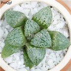 19usd Ngryise 3Pcs A Set Haworthia emelyae baiyinshou plant