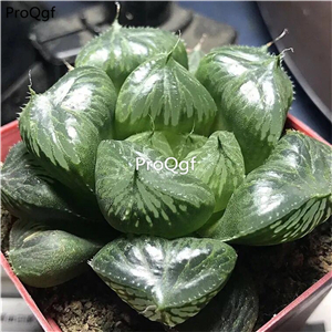 29usd Ngryise 2Pcs A Set Haworthia sansenjyu plant