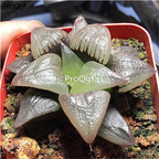 29usd Ngryise 2Pcs A Set Haworthia hongwenshou plant
