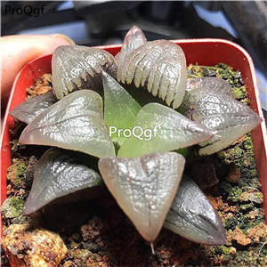 29usd Ngryise 2Pcs A Set Haworthia hongwenshou plant