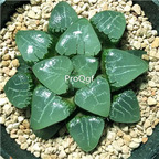 19usd Ngryise 3Pcs A Set Haworthia yueyingshou plant